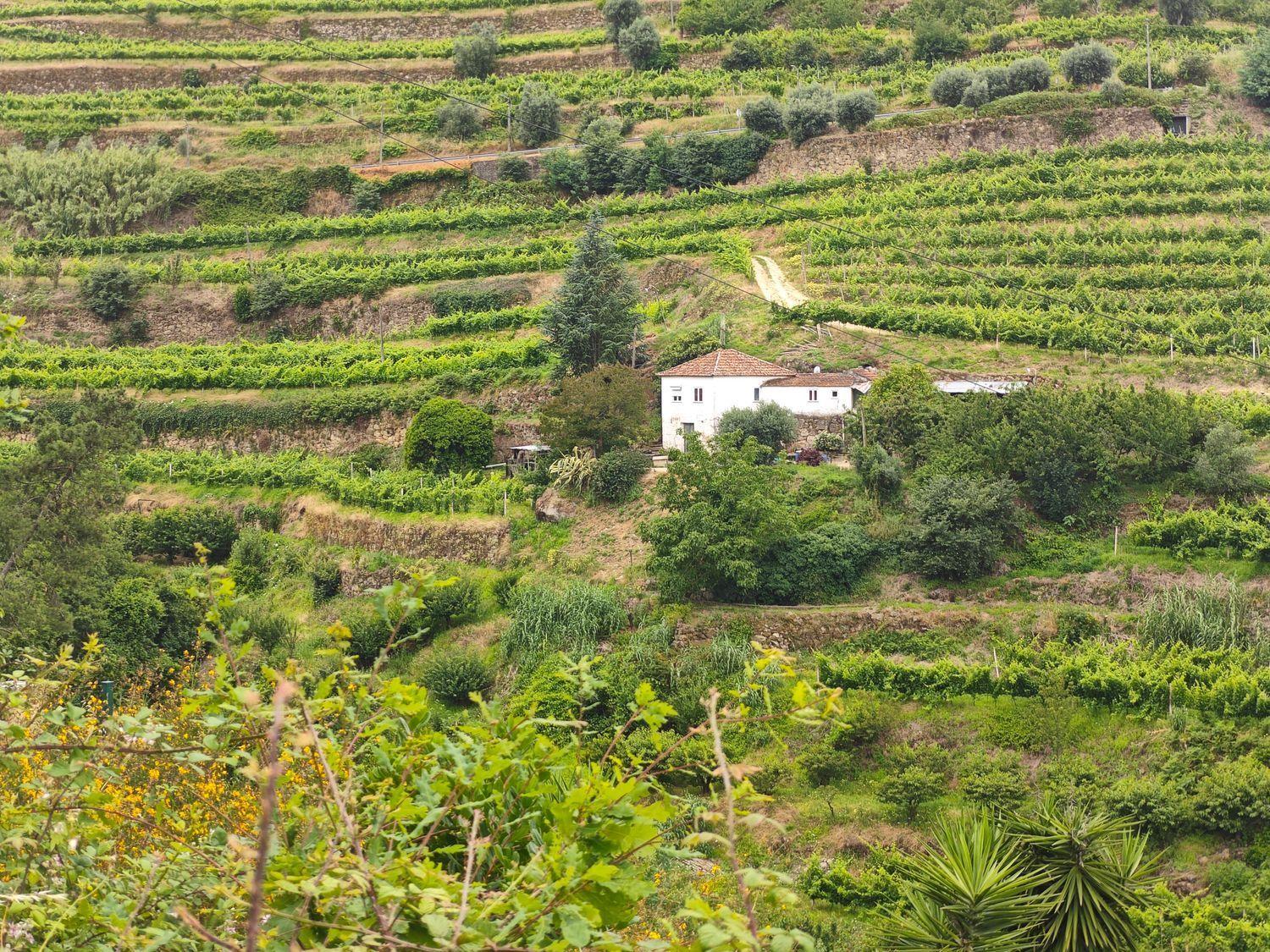 Quinta rústica